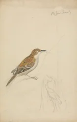 Treecreeper eurasiático