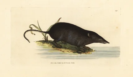 Musaranho-de-água eurasiático, Neomys fodiens (Sorex ciliatus, musaranho-de-água de cauda franjada). Gravura em chapa de cobre colorida à mão por James Sowerby de The British Miscellany, ou figuras coloridas de novos, raros, ou pouco conhecidos sujeitos an