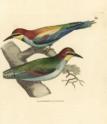 Comedor de abelhas europeu, Merops apiaster. Macho e fêmea. Gravura em chapa de cobre colorida à mão por James Sowerby de The British Miscellany, ou figuras coloridas de novos, raros ou pouco conhecidos súbditos animais.