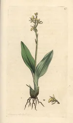Fen orquídea, Liparis loeselii (Dwarf ophrys, Ophrys loeselii). Gravura em chapa de cobre colorida à mão depois de uma ilustração de James Sowerby, de James Smith