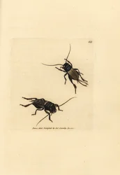 Field cricket, Gryllus campestris (Accheta campestris). Gravura em chapa de cobre colorida à mão por James Sowerby de The British Miscellany, ou figuras coloridas de novos, raros, ou pouco conhecidos sujeitos animais.
