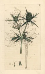 Field eryngo, Eryngium campestre (Champetre Panicaut) Gravura em chapa de cobre colorida à mão depois de uma ilustração de James Sowerby da Botânica Inglesa de James Smith, Londres