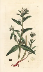 Field gromwell, Buglossoides arvensis (Lithospermum arvense) (Gremil des champs) Gravura em chapa de cobre colorida à mão depois de uma ilustração de James Sowerby da Botânica Inglesa de James Smith, Londres
