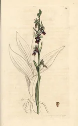 Orquídea mosca, Ophrys insectifera (Orquídea mosca, Ophrys muscifera). Gravura em chapa de cobre colorida à mão depois de uma ilustração de James Sowerby, de James Smith