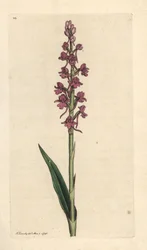 Orquídea perfumada, Gymnadenia conopsea (Orquídea aromática, Orchis conopsea). Gravura em chapa de cobre colorida à mão depois de uma ilustração de James Sowerby, de James Smith