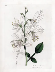 Fraxinelle - Fraxinella branca ou basard dittany, Dictamnus albus. Gravura em chapa de cobre colorida à mão a partir de uma ilustração botânica de James Sowerby de William Woodville e "Medical Botany" de Sir William Jackson Hooker, John Bohn, Londres