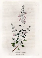 Germandree marum ou germandree de gatos - Tomilho de gato, Teucrium marum. Gravura em chapa de cobre colorida à mão a partir de uma ilustração botânica de James Sowerby de William Woodville e Sir William Jackson Hooker