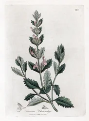 Germandree petit oak - Germandree comum, Teucrium chamaedrys. Gravura em chapa de cobre colorida à mão a partir de uma ilustração botânica de James Sowerby de William Woodville e Sir William Jackson Hooker