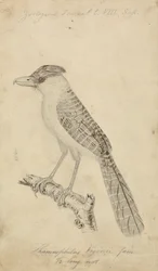 Antshrike Gigante
