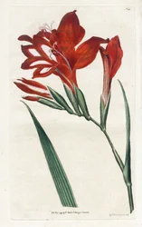 Glaieul cardinal - Litografia de James Sowerby (1757-1822), da revista Botanical de William Curtis (1746-1799)