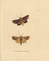 Traça de spangle dourada, Autographa bractea (Phalaena Noctua bractea). Gravura em chapa de cobre colorida à mão por James Sowerby de The British Miscellany, ou figuras coloridas de novos, raros, ou pouco conhecidos exemplares de animais.
