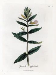Gratiole officinale - Hedge-hyssop, Gratiola officinalis. Gravura em chapa de cobre colorida à mão a partir de uma ilustração botânica de James Sowerby de William Woodville e "Medical Botany" de Sir William Jackson Hooker, John Bohn, Londres
