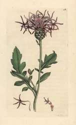 Greater knapweed, Centaurea scabiosa (Centauree scabieuse) Gravação em chapa de cobre colorida à mão depois de uma ilustração de James Sowerby da Botânica Inglesa de James Smith, Londres