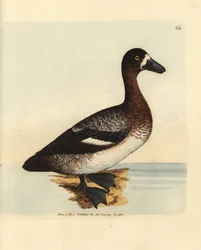 Grande pato scaup, Aythya marila, fêmea (Pato de cara branca, Anas fraenata). Gravura em chapa de cobre colorida à mão por James Sowerby de The British Miscellany, ou figuras coloridas de novos, raros ou pouco conhecidos súbditos animais.
