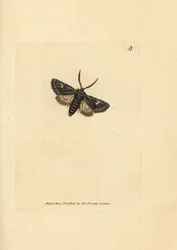 Traça de ponto verde, oleagina Valeria (Phalaena Bombyx oleagina). Gravura em chapa de cobre colorida à mão por James Sowerby de The British Miscellany, ou figuras coloridas de novos, raros, ou pouco conhecidos sujeitos animais.