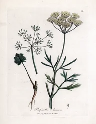 Anis verde (Pimpinella anisum). Gravura em cobre colorido à mão a partir de uma ilustração de James Sowerby. Excerto do livro de William Woodville e Sir William Jackson Hooker "Botanique medicinale" 1832. O incansável Sowerby (1757-1822) desenhou mais de