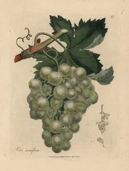 Uvas verdes, videira e folhas, Vitis vinifera