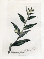 Gremil officinal ou erva pérola - Gromwell, Lithospermum officinale. Gravura em chapa de cobre colorida à mão a partir de uma ilustração botânica de James Sowerby de William Woodville e de Sir William Jackson Hooker