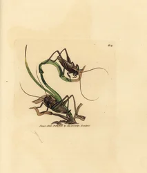 Grey bush cricket, Platycleis grisea (Gafanhoto cinzento, Gafanhoto grisea). Gravura em chapa de cobre colorida à mão por James Sowerby de The British Miscellany, ou figuras coloridas de novos, raros ou pouco conhecidos súbditos animais.