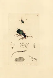 Besouro moído, Drypta dentata (carabus de boca dourada, carabus chrysostomos). Gravura em chapa de cobre colorida à mão por James Sowerby de The British Miscellany, ou figuras coloridas de novos, raros, ou pouco conhecidos sujeitos animais.