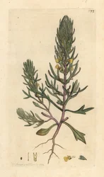 Pinho moído, Ajuga chamaepitys (abeto) Gravura em chapa de cobre colorida à mão depois de uma ilustração de James Sowerby, de James Smith