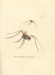 Aranha Harvestman, Megabunus diadema. Gravura em chapa de cobre colorida à mão por James Sowerby de The British Miscellany, ou figuras coloridas de novos, raros, ou pouco conhecidos sujeitos animais.