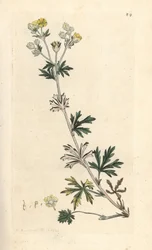 Hoary cinquefoil, Potentilla argentea (Cinquefoil) Gravura em chapa de cobre colorida à mão depois de uma ilustração de James Sowerby da revista inglesa Botany de James Smith, Londres