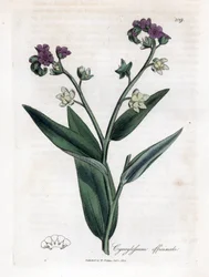 Língua de cão de caça, Cynoglossum officinale. Gravura em chapa de cobre colorida à mão a partir de uma ilustração botânica de James Sowerby de William Woodville e "Medical Botany" de Sir William Jackson Hooker, John Bohn, Londres