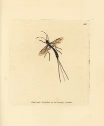 Ichneumon fly, Rhyssa persuasoria (Ichneumon persuasorius). Gravura em chapa de cobre colorida à mão por James Sowerby de The British Miscellany, ou figuras coloridas de novos, raros, ou pouco conhecidos sujeitos animais.