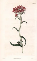 Immortelle star - Helichrysum stellatum (Gnaphalium de floração compacta, Gnaphalium congestum). Gravura em chapa de cobre colorida à mão por Weddell após uma ilustração de James Sowerby da "Botanical Magazine" de Samuel Curtis, Londres