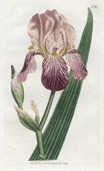 Iris um cheiro de sabugueiro - Litografia de James Sowerby (1757-1822), prato da revista Botanical Magazine de William Curtis (1746-1799)