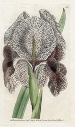 Iris de Charlcedoine ou Susa - Litografia de James Sowerby (1757-1822), da revista Botanical de William Curtis (1746-1799)