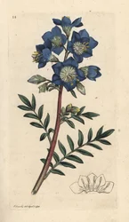 Escada de Jacob ou valeriana grega, polemonium caeruleum Gravura em chapa de cobre colorida à mão depois de uma ilustração de James Sowerby de James Smith