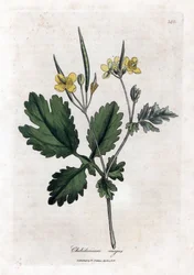 Chelidoine grande ou grande luz - Grande celandine, Chelidonium majus. Gravura em chapa de cobre colorida à mão a partir de uma ilustração botânica de James Sowerby de William Woodville e Sir William Jackson Hooker