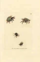 Larva do Hemerobius (rendas) vestida de líquen, com ácaro, Acarus amictus e pequeno ácaro do cesto, Acarus corbicula. Gravura em chapa de cobre colorida à mão por James Sowerby de The British Miscellany, ou figuras coloridas de novos, raros, ou pouco conhe