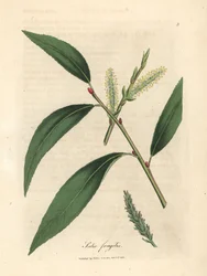 Folhas e peles de salgueiro de fenda, Salix fragilis