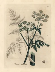 Folhas e flores de cicuta, Conium maculatum