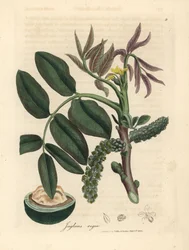 Folhas, flor amarela e noz da nogueira comum, Juglans regia