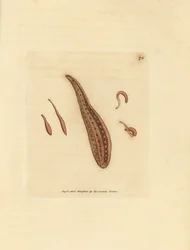 Sanguessuga, Hirudo circulans. Gravura em chapa de cobre colorida à mão por James Sowerby de The British Miscellany, ou figuras coloridas de novos, raros, ou pouco conhecidos sujeitos animais.