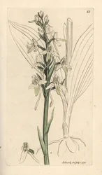 Orquídea borboleta-pequena, Platanthera bifolia (Orchis bifolia). Gravura em chapa de cobre colorida à mão depois de uma ilustração de James Sowerby, de James Smith