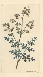 Rua dos prados mais pequenos, Thalictrum menos. Gravura em chapa de cobre colorida à mão depois de uma ilustração de James Sowerby, de James Smith