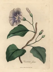 Lilás jalap bindweed florido, Colvolvulus jalapa