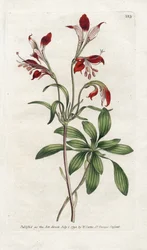 Lírio dos Incas ou Perou Lys - Litografia de James Sowerby (1757-1822), placa da revista Botanical de William Curtis (1746-1799)