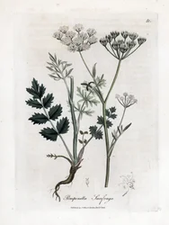 Locage saxifrage - Burnet saxifrage, Pimpinella saxifraga. Gravura em chapa de cobre colorida à mão a partir de uma ilustração botânica de James Sowerby de William Woodville e Sir William Jackson Hooker