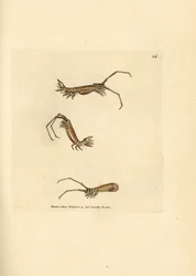 Isópode de chifre longo, Astacilla longicornis (Oniscus longicornis). Gravura em chapa de cobre colorida à mão por James Sowerby de The British Miscellany, ou figuras coloridas de novos, raros, ou pouco conhecidos exemplares de animais.
