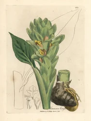 Cúrcuma longa, Curcuma longa