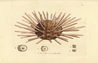 Cidaris cidaris (Echinus cidaris), ouriço-do-mar em ardósia, Cidaris cidaris. Gravura em chapa de cobre colorida à mão por James Sowerby de The British Miscellany, ou figuras coloridas de novos, raros, ou pouco conhecidos exemplares de animais.