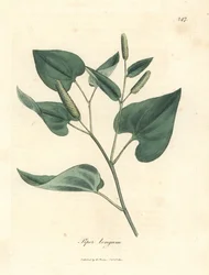 Pimenta longa, Piper longum