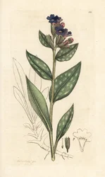 Lungwort, Pulmonaria officinalis (pulmonar) Gravura em placa de cobre colorida à mão após uma ilustração de James Sowerby da Botânica Inglesa de James Smith, Londres