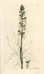 Orquídea homem, Orchis anthropophora (Orquídea homem verde, Ophrys anthropophora). Gravura em chapa de cobre colorida à mão depois de uma ilustração de James Sowerby, de James Smith